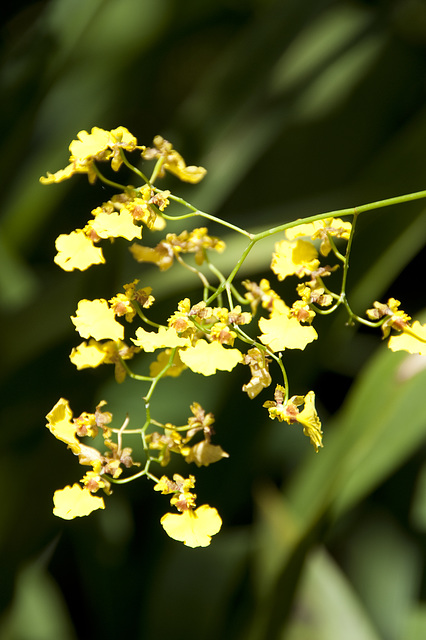 National Orchid Garden