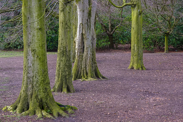 Beech Trees