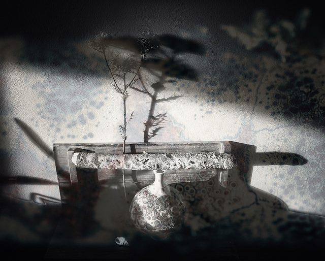 lichen 1