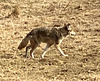 coyote 2/20