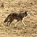 coyote 2/20