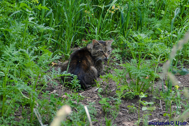 The cat is hunting for mice