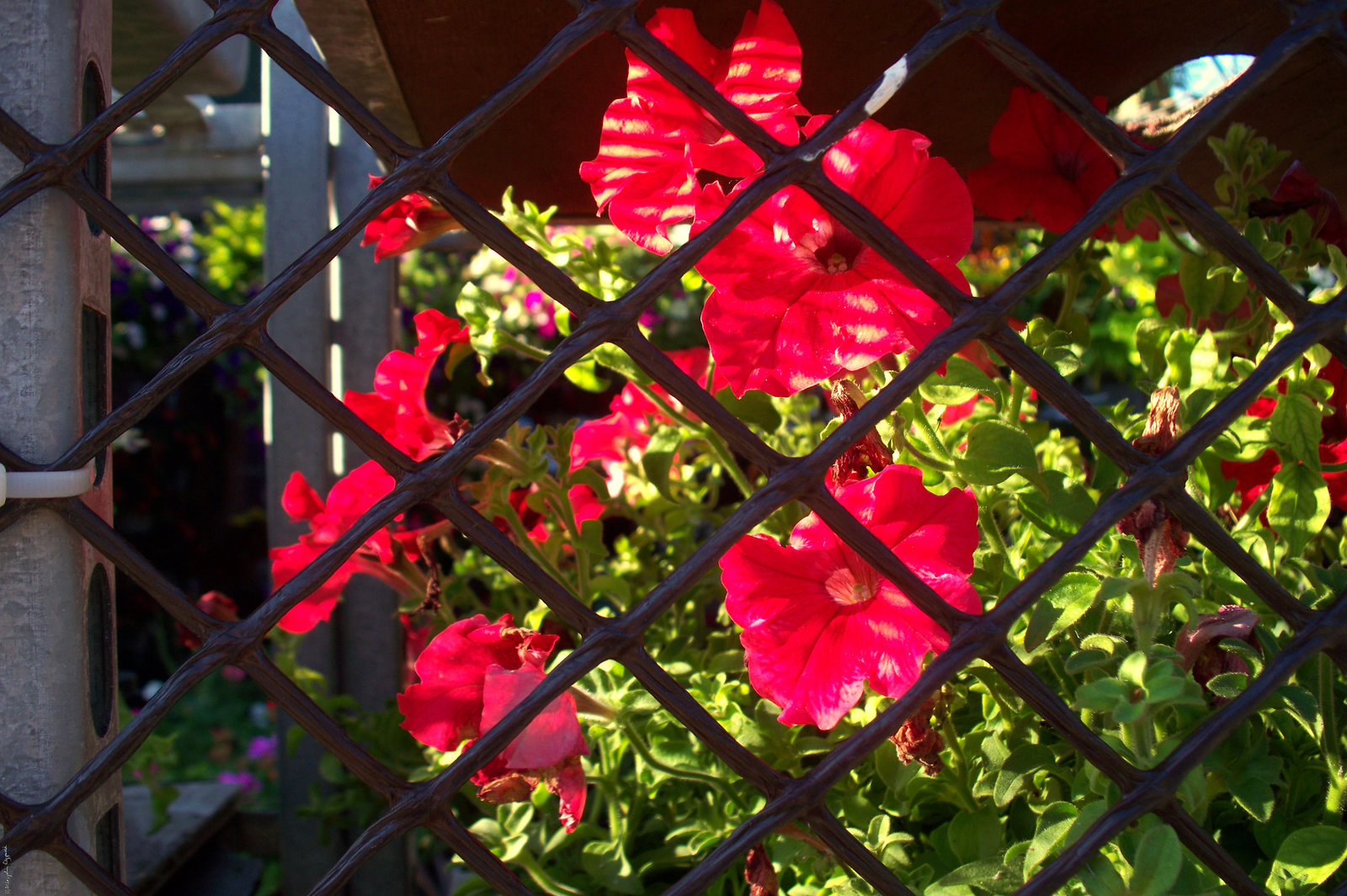 Happy Fence Friday