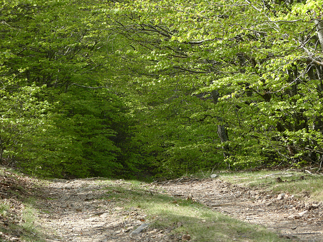 20220501 Rando Le Tayrac (Cevennes) (66)