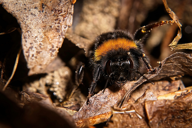 Die Hummel wurde von mir überlistet :))  The bumblebee was outwitted by me :))  Le bourdon a été dupé par moi :))