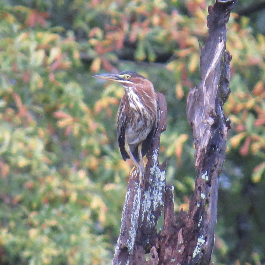 Green heron in dead tree