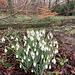 Snowdrops