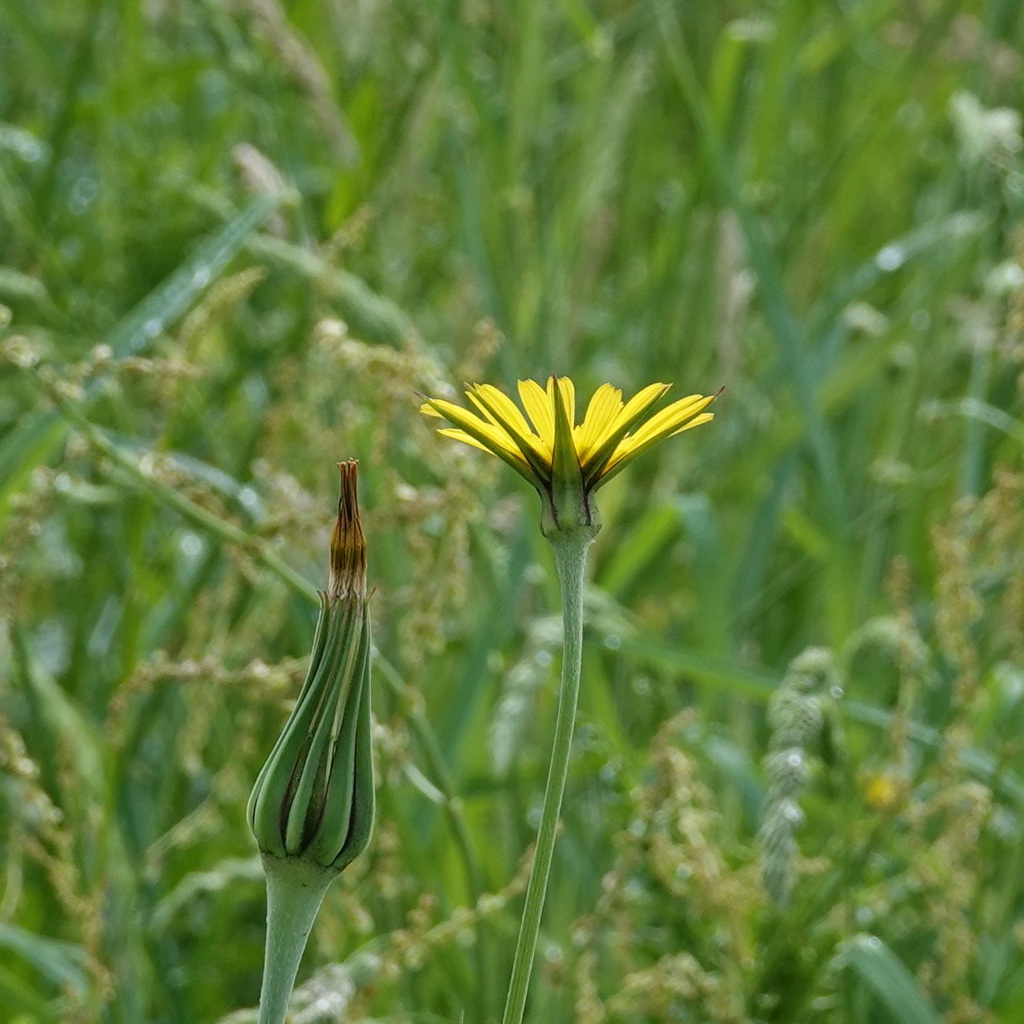 Wiesen-Bocksbart