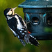 Great spotted woodpecker
