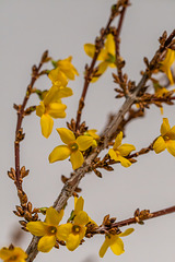 360-365, 2. Weihnachtsfeiertag