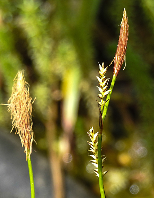20260503 1436CPw [D~LIP] Japan-Segge (Carex morrowii), BS