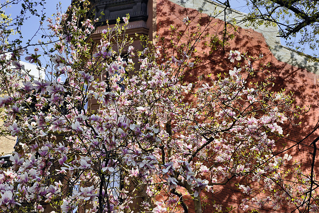 A (Magnolia) Tree Grows in Brooklyn – Berkeley Place, Brooklyn, New York