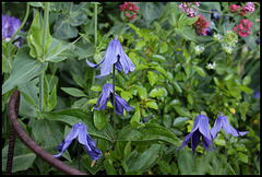 Clématis integrifolia