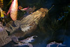 20150410 7634VRAw [D~RI] Erdkröte (Bufo bufo), Rinteln
