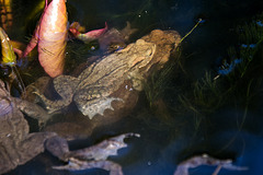 20150410 7634VRAw [D~RI] Erdkröte (Bufo bufo), Rinteln