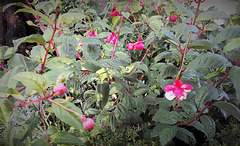 Is there a Princess to share these earrings?