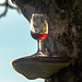 Glas am Baum