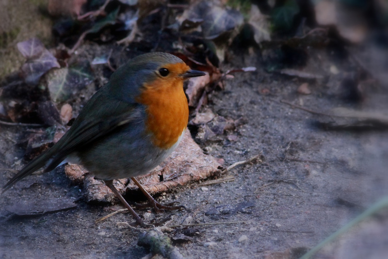 Rouge Gorge