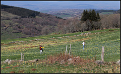 Prairies à jonquilles  (3)