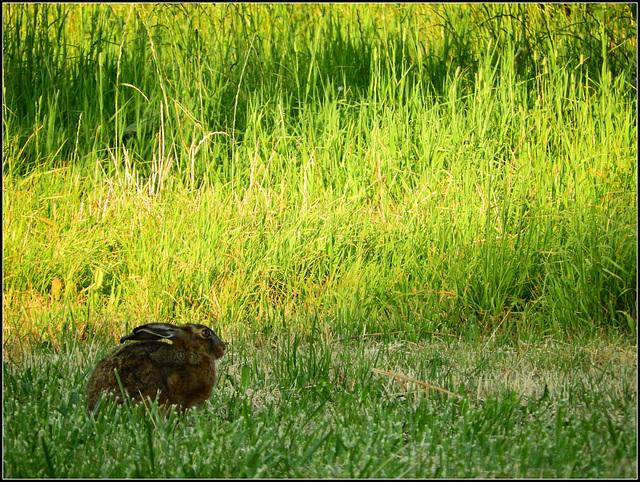 Hare