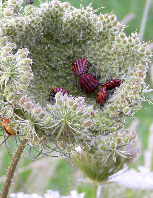 Meeting (Hemiptra)