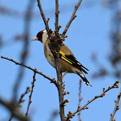 EOS 60D Unknown 12 10 3505641 Goldfinch dpp