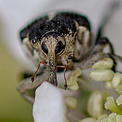 20110519 2744RMw [D~MI] Weißpunktiger Schwertlilienrüssler (Mononychus punctumalbum), Großes Torfmoor, Hille
