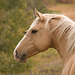 horse in profile