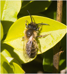 IMG 9302 Andrena nigroaenea,