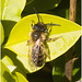 IMG 9302 Andrena nigroaenea,