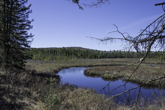 Spruce Bog Boardwalk (© Buelipix)