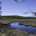 Spruce Bog Boardwalk (© Buelipix)