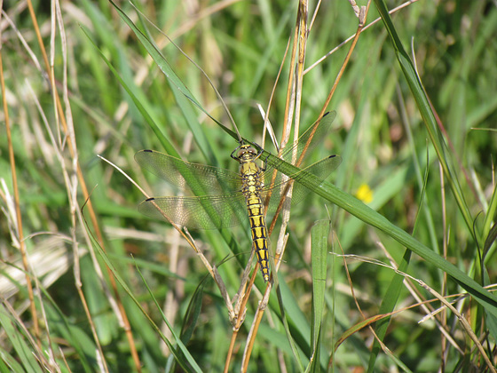 Black-tailed Skimmer f (Orthetrum cancellatum) 19-04-2011 08-46-36