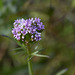 Centranthus calcitrapae