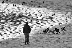 EOS 6D Peter Harriman 09 50 47 03099 DogsBeach dpp hdr