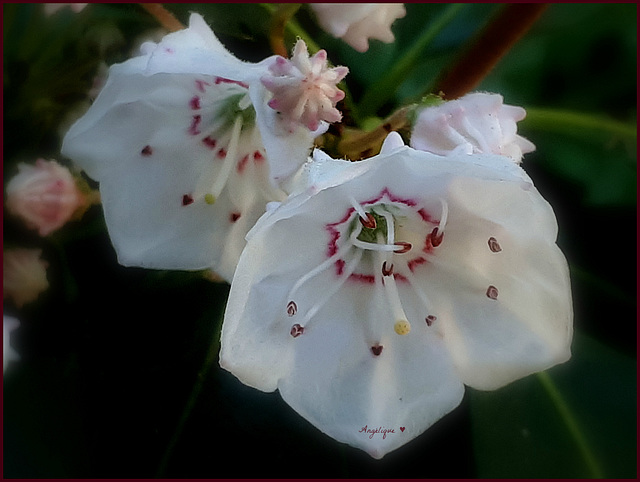 Kalmia latifolia - Laurier des montagnes rose pâle