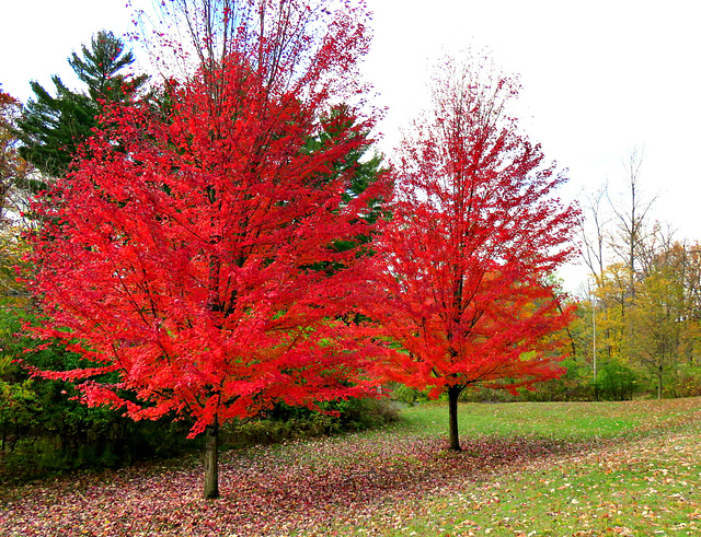 Maple Red...