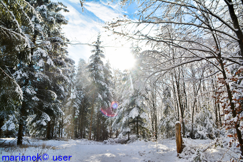 Snow-covered forest