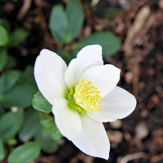 Helleborus niger