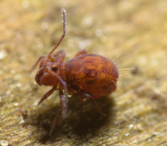 IMG 9208 Springtail