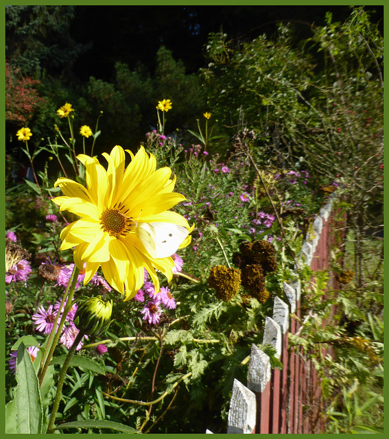 HFF und ein Lächeln am Gartenzaun