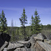 auf dem Spruce Bog Boardwalk (© Buelipix)