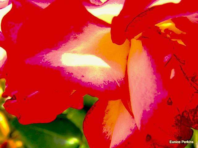 Flower Abstraction.