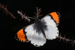 Sara's Orange Tip