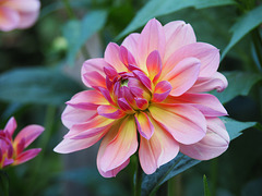 It's Dahlia time !!