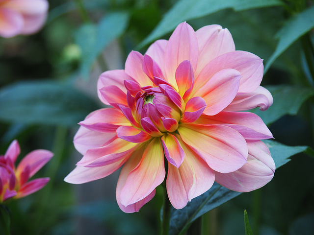 It's Dahlia time !!