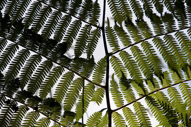 National Orchid Garden — Singapur