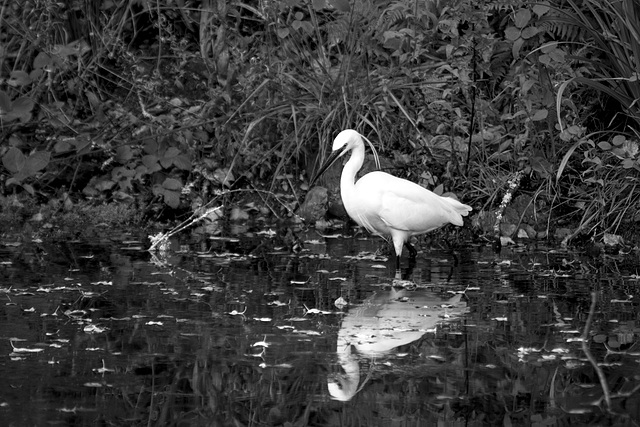 aigrette garzette