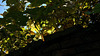 DSC06271 (2) 1