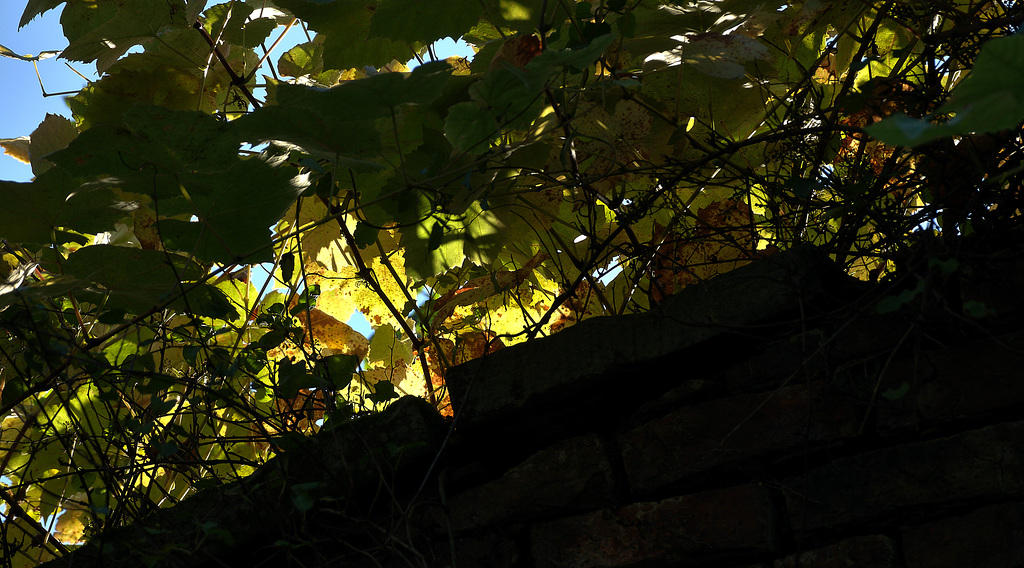 DSC06271 (2) 1
